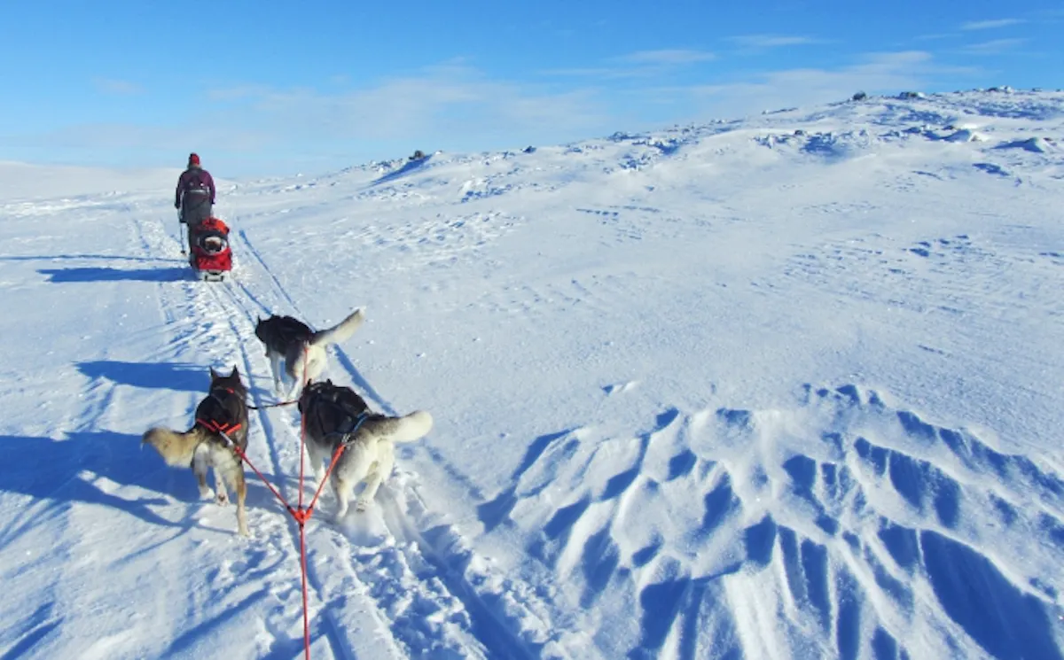 halti6