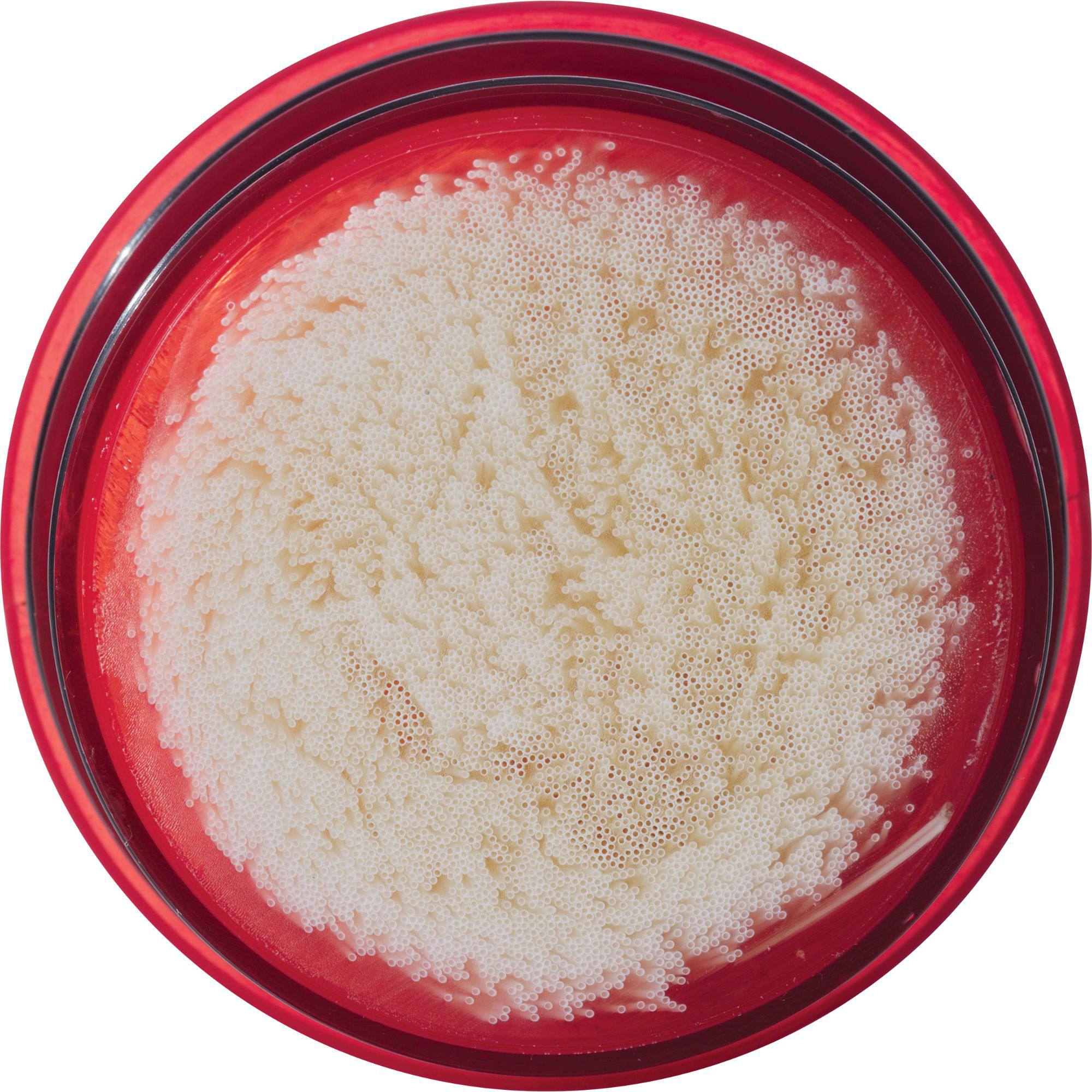 MSR Guardian Gravity Filter Replacement  03