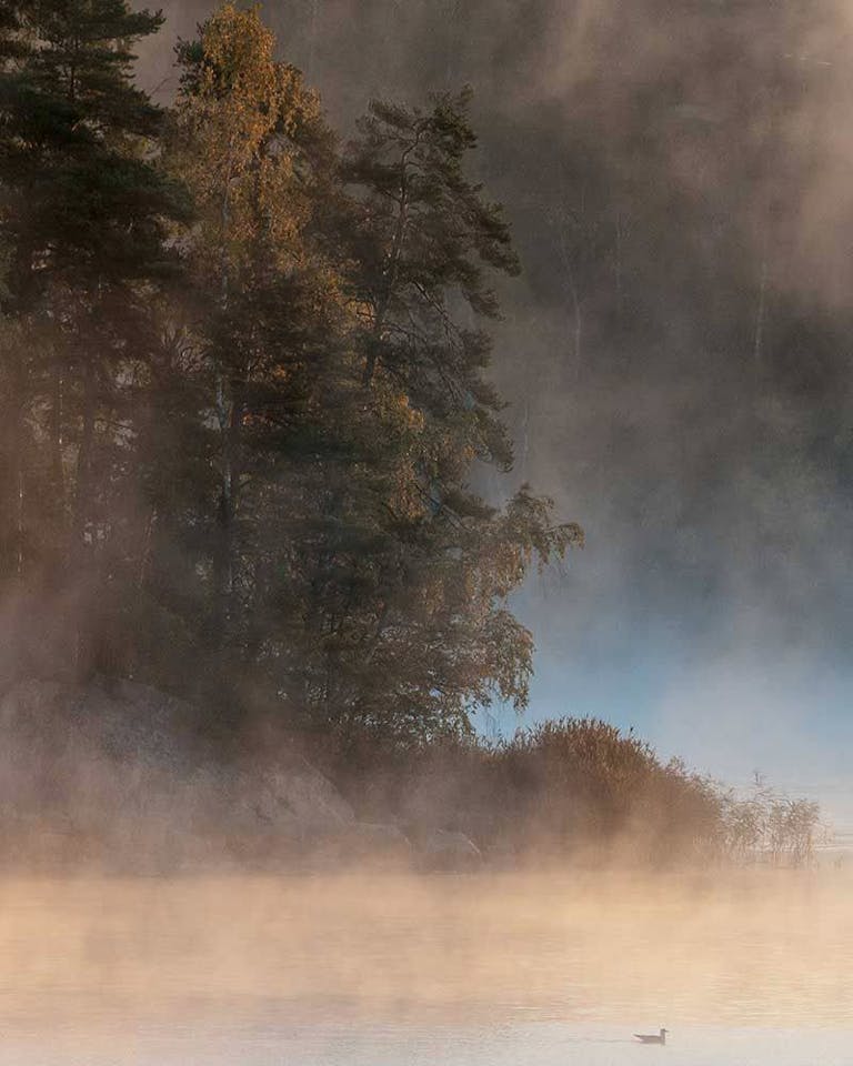 Scandinavian Outdoor Metsänsuojelija 10€ sertifikaatti  01